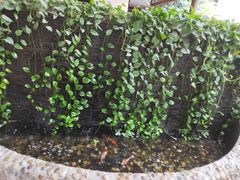 -鹅滋道(甘坑古镇店)