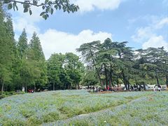 -上海滨江森林公园
