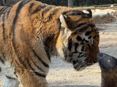 -上海野生动物园老虎餐厅