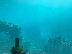-海棠湾洲际-涛·海底餐厅·美人鱼·自助餐·海底隧道