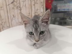 -楼上猫咖(罗湖店)