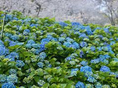 -苏州上方山国家森林公园