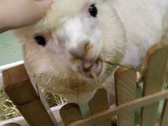 -藦茜花园宠物主题亲子互动体验馆(国顺东路店)