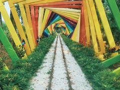 -合肥滨湖国家森林公园