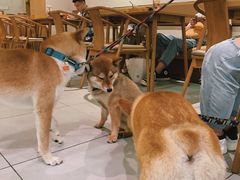 -柴务处·柴犬主题狗咖