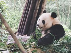 -都江堰中华大熊猫苑