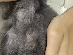 -瑞派动物医院·猫专科·至诚(江南中分院)