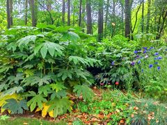 -上海共青森林公园