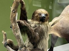 -国家自然博物馆