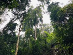 -西双版纳原始森林公园