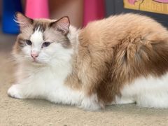 -泰国佛·塔罗·泰牌狐仙古曼