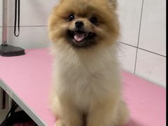 -艾贝尔宠物医院·狂犬免疫点(江山金象城店)