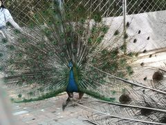 -长白岛森林公园