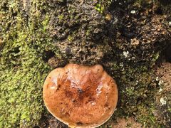 -牛背梁国家森林公园