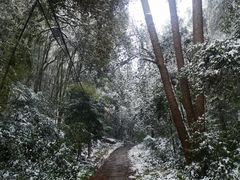 -缙云山景区