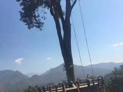 -大树秋千