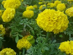 -广西壮族自治区药用植物园