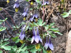 -碓臼峪自然风景区