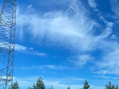 -乌兰布统景区-白桦林