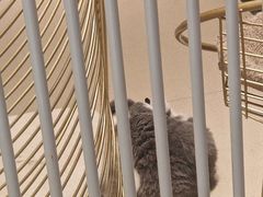 -藏猫猫咖啡主题馆(中央大道店)