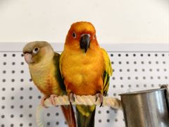 -吉丁鸟咖·异宠·寄养