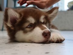 -Husky Go!哈士奇体验馆·宠物咖啡厅狗咖