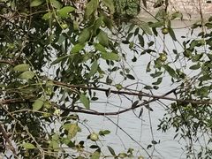 -大湾区中央湿地公园