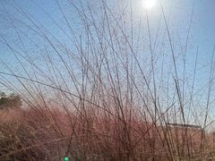 -映月湖中央公园