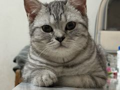 -美联众合宠物医院·爱萌分院·内外科·猫科中心