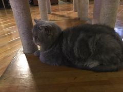 -喵园·猫主题咖啡厅·撸猫·猫咖(国贸店)