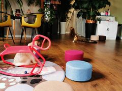 -东方名猫馆·英短金渐层布偶猫舍(环线广场1号楼店)