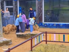 -西霞口神雕山野生动物世界