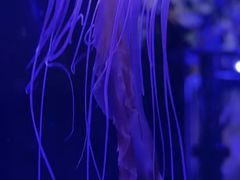 -海合安青岛极地海洋公园