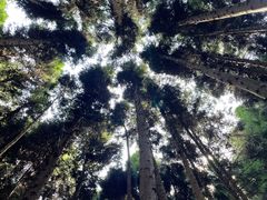 -武陵山森林公园