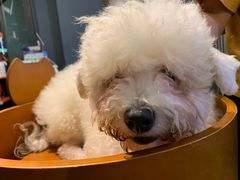 -more than meow吴止猫主题餐厅(承德 中船汇店)