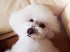 -PETKIT 小佩宠物·低压洗护·美容·寄养(安远店)