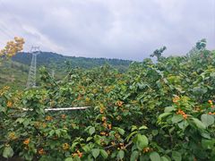 -桃源山庄·摘樱桃·柴火鸡·烧烤团建(龙泉山店)