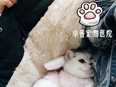 -申普宠物医院·心脏介入·心血管微创(总院)