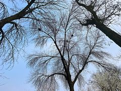 -桃花堤公园