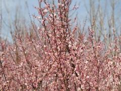 -蜀冈西峰生态公园