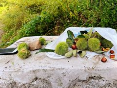 -大岭沟猕猴桃谷风景区