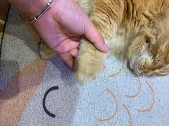 -藏猫猫咖啡主题馆(中央大道店)