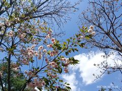 -长白岛森林公园