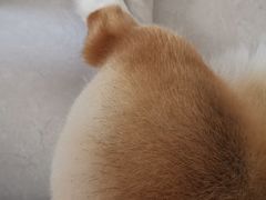 -宠福鑫康馨动物医院·骨科·眼科