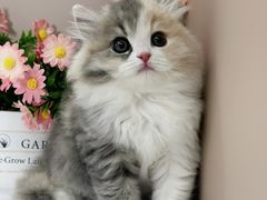 -小猫来了·猫舍(红山六九七九店)