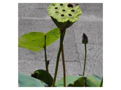 -普陀山慧济禅寺