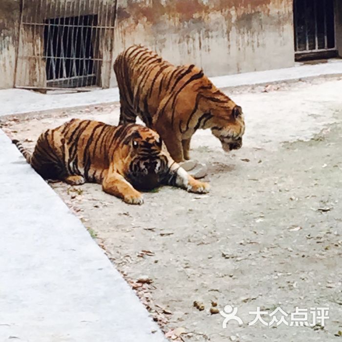 京明度假 动物园图片