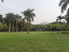 -金花茶公园