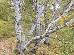 -塞罕坝国家级自然保护区