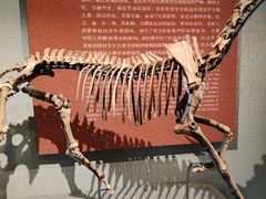 -齐齐哈尔市博物馆